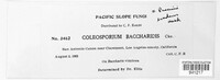 Coleosporium baccharidis image